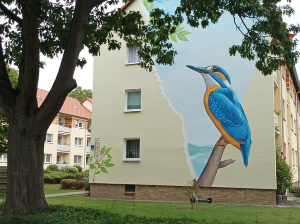 Der Eisvogel im Donauviertel (Wird bei Klick vergrößert)
