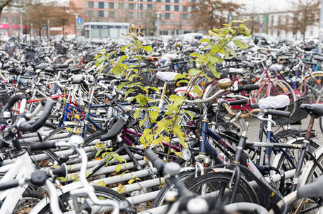 Das Bild zeigt die Fahrradständer am Hauptbahnhof.