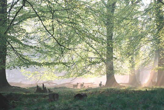 Bild Wald (Wird bei Klick vergrößert)