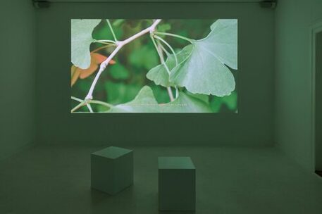 Ginkgo and Other Times (2022-23) BPA// Exhibition, KW Institute for Contemporary Art, Berlin, 2022