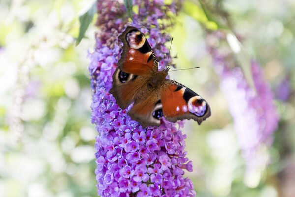 Blume Schmetterling (Wird bei Klick vergrößert)