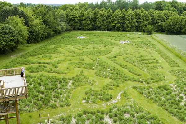 Löwenlabyrinth (Wird bei Klick vergrößert)