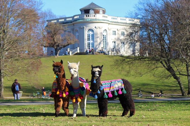 Drei Alpakas stehen vor Schloss Richmond in Braunschweig. (Wird bei Klick vergrößert)