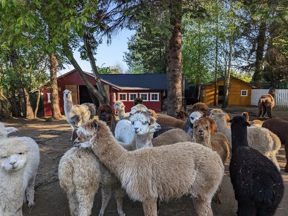 Alpakas stehen eng aneinander auf der Weide. Im Hintergrund sind Ställe zu sehen. (Wird bei Klick vergrößert)