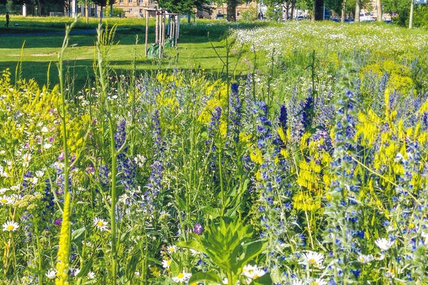 Mitte März beginnt die Aussaatzeit der Braunschweiger Hummel- und Wildbienenmischungen, die in der Touristinfo, Kleine Burg 14, erhältlich sind. (Wird bei Klick vergrößert)