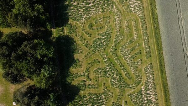 Löwenlabyrinth aus der Vogelperspektive (Wird bei Klick vergrößert)